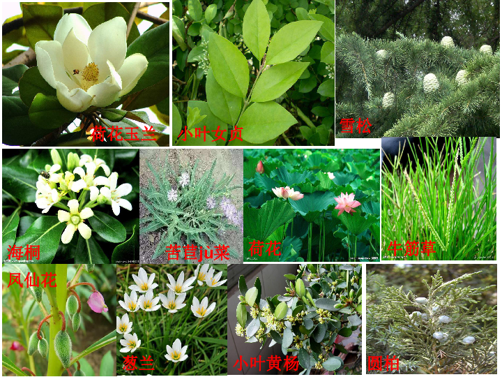 4.3多种多样的植物课件(36ppt)