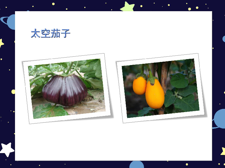 11太空里的植物 课件(19张幻灯片)