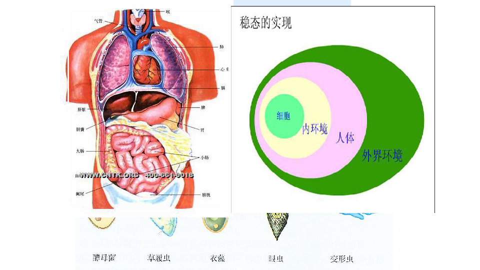 稳态人口定义_内环境稳态思维导图