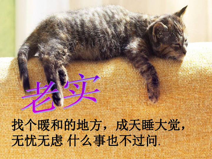 老舍 猫(演示文稿)