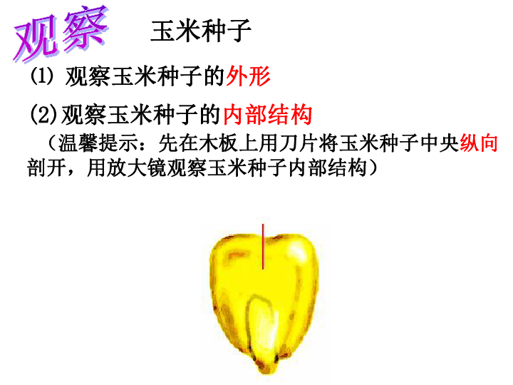 播种希望的种子菜豆种子 种皮种孔种脐⑴ 观察菜豆种子的外形观察(2)