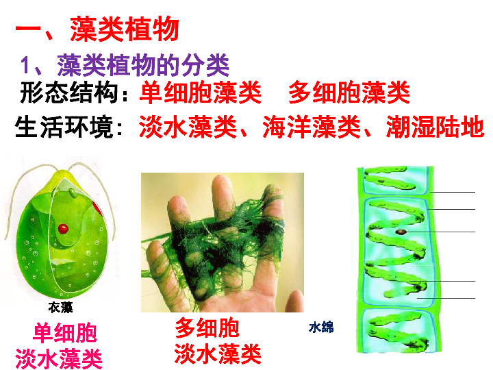 七上第三单元 第一章 第一节 藻类苔藓和蕨类植物课件(46张ppt)