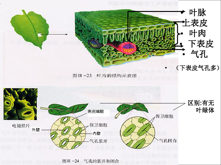 第三单元绿色植物蒸腾作用,光合作用,呼吸作用专题复习课件(16.