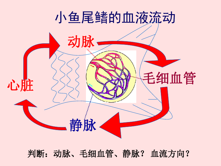 血流方向? 毛细血管 观看图片:你能说出区分出三种血管吗?