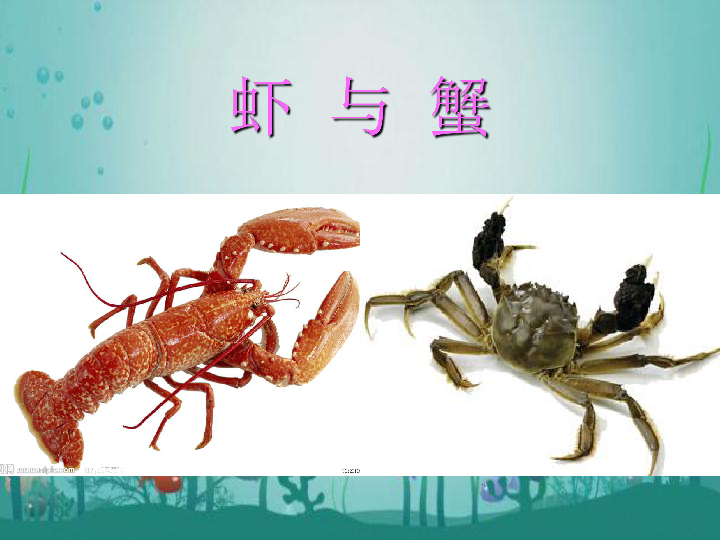14.虾和蟹(二) 课件(14张幻灯片)