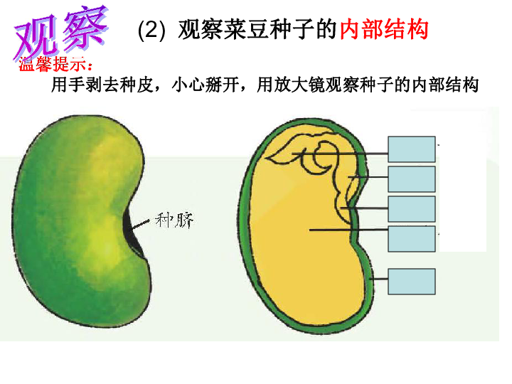 播种希望的种子菜豆种子 种皮种孔种脐⑴ 观察菜豆种子的外形观察(2)