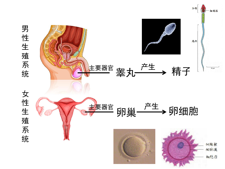 《人的生殖和发育》课件 (共24张ppt)