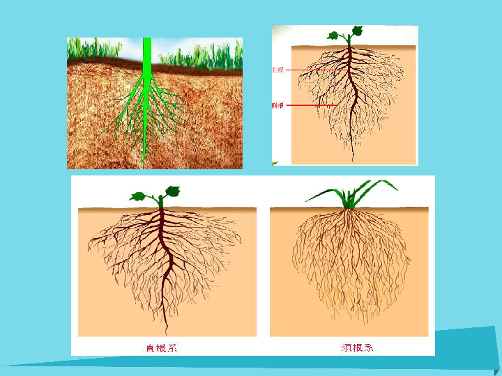 2017六年级科学上册第一章第1课植物的器官和营养 课件新人教版