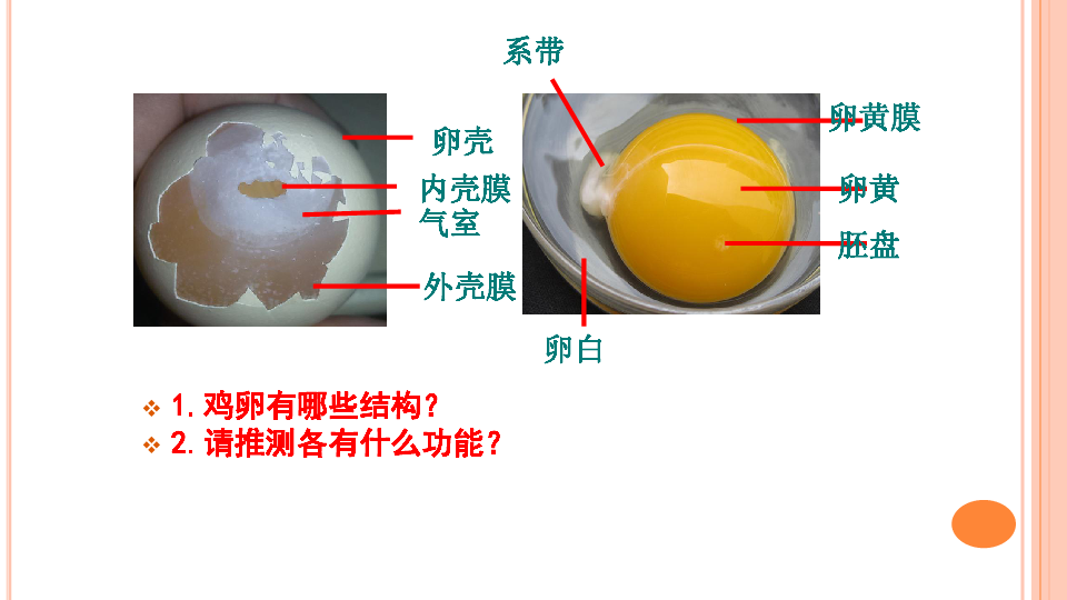 第四节 鸟的生殖和发育 蛋和小鸡一,观察鸟卵的结构观察鸡卵的结构