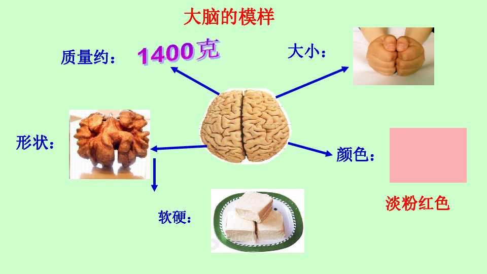 六年级上册科学课件-第1单元 7人体的"司令部" 粤教版