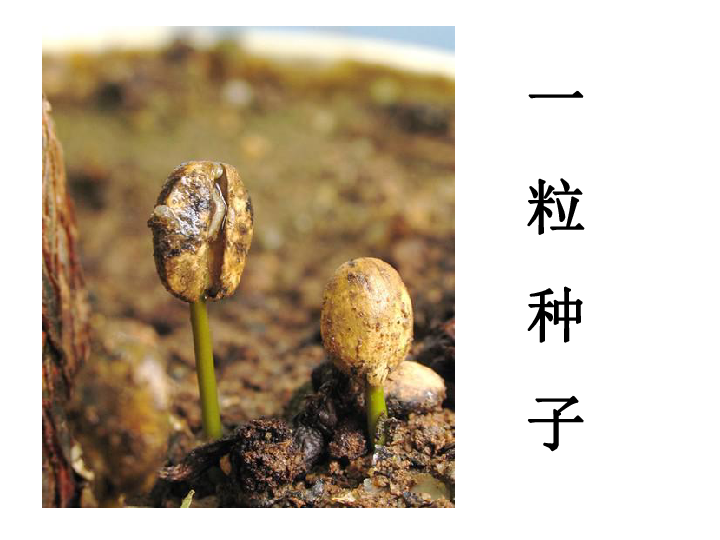 沪教版一年级语文下册《一粒种子 6》ppt课件