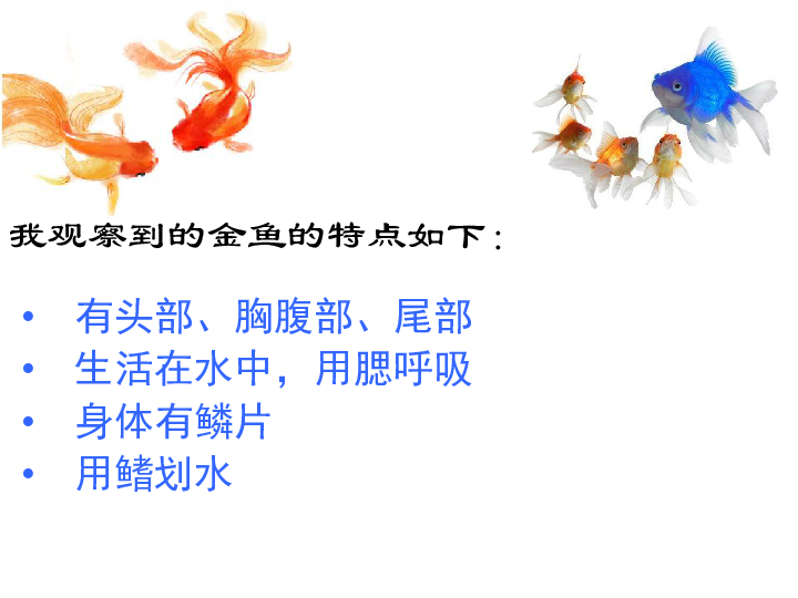 三年级上册科学 2.6金鱼课件教科版(共24张ppt)