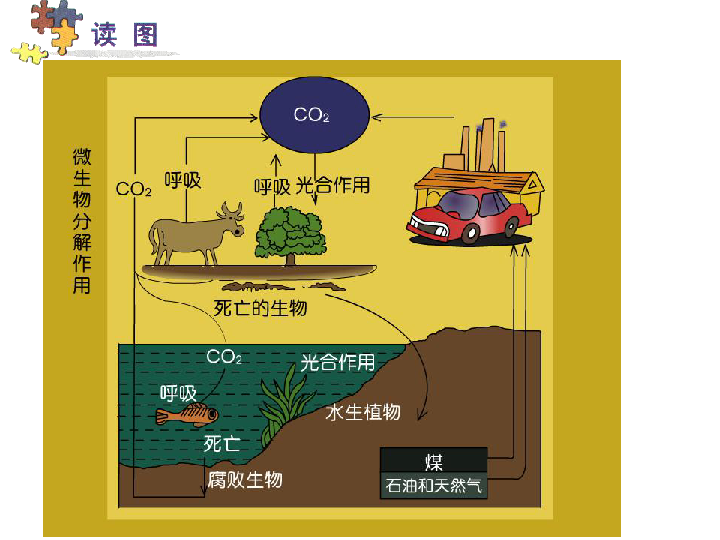 第六节自然界中氧和碳的循环(第二课时)