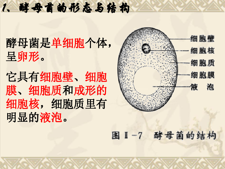2.1酵母菌和霉菌 课件 (24张ppt)