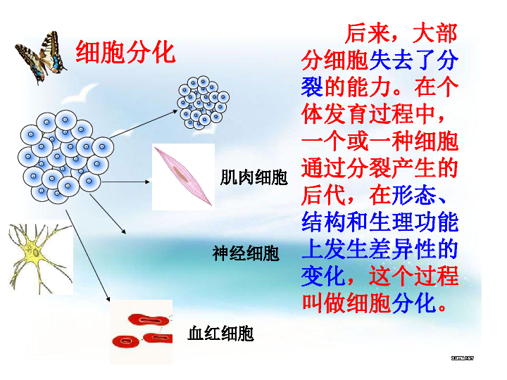 人口结构ppt_第六章人口结构与可持续发展优秀课件PPT下载(3)