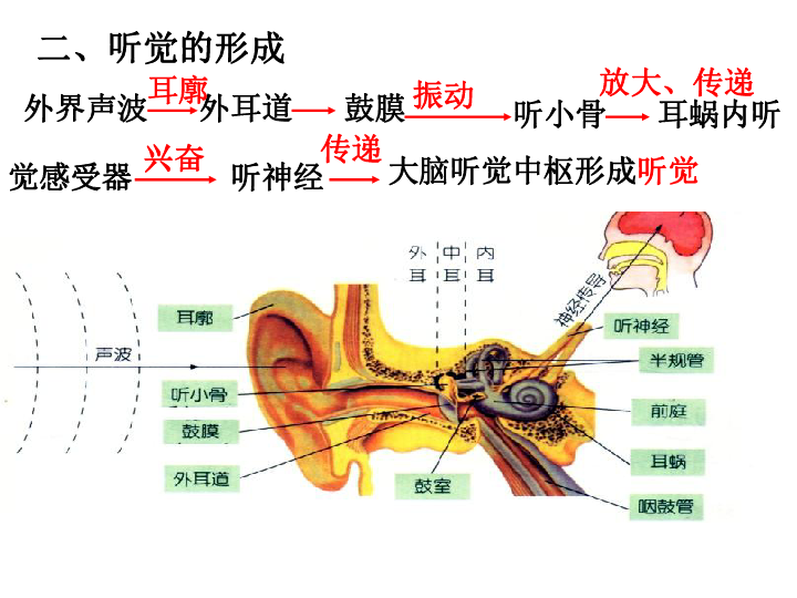 第3节 耳和听觉第1课时认识耳朵的结构外耳包括: 中耳包括: 内耳包括