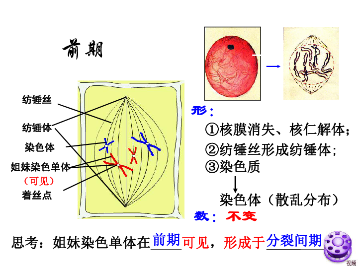 人口增殖_...0年以来的世界人口增殖率(红色部分)-能源与环境问题评议(2)