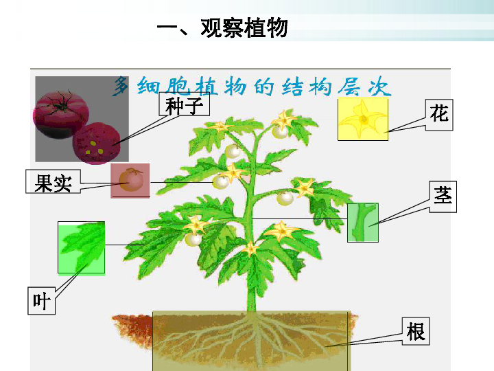 2.3 植物体的结构层次 课件