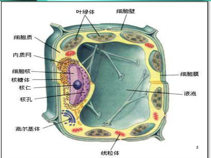 细胞质和细胞器