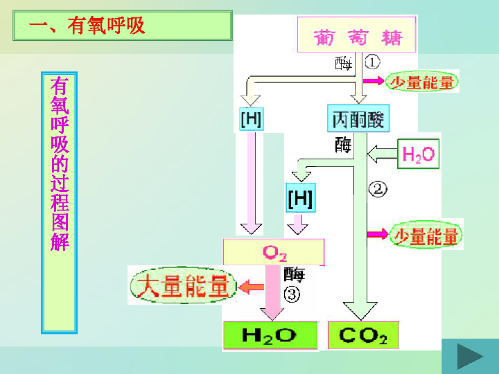 第5章第3节有氧呼吸和无氧呼吸及细胞呼吸原理的应用