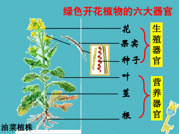 2.3植物体的结构层次课件(新版)新人教版13张.