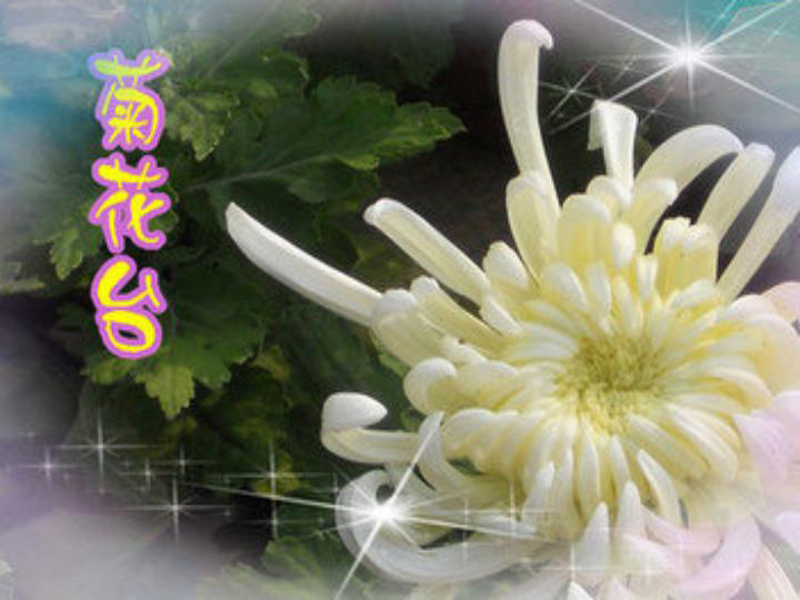 菊花台 课件