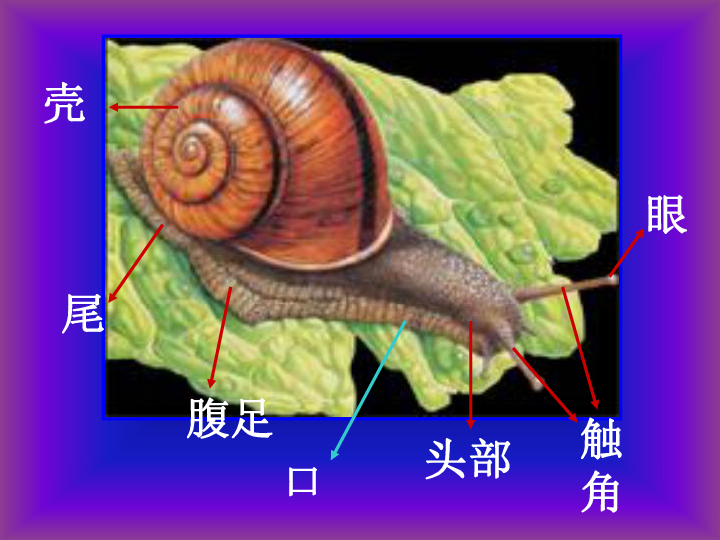 第二章    观察生物蜗牛蜗牛的习性蜗牛是生活在陆地上的贝类,喜欢