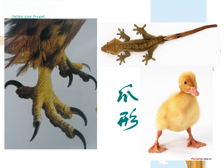3.能干的脚 课件(17张幻灯片)