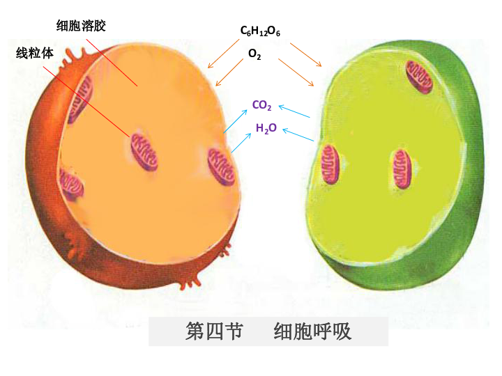 憋气1分钟什么水平