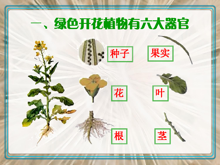 3《植物体的结构层次》课件(共21张ppt)