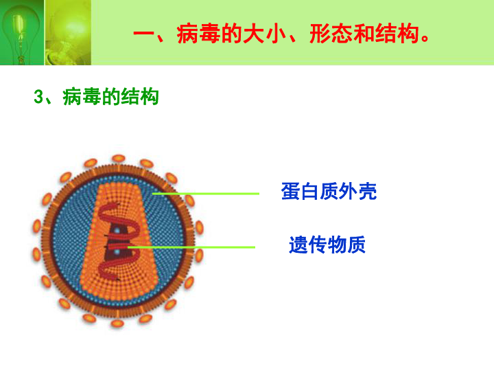 细菌,真菌和病毒----病毒[下学期]