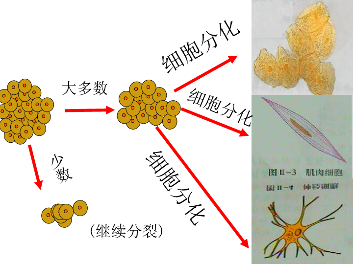 动物体的结构层次课件共26张ppt