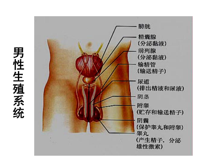 人口与生殖_人口与国情手抄报