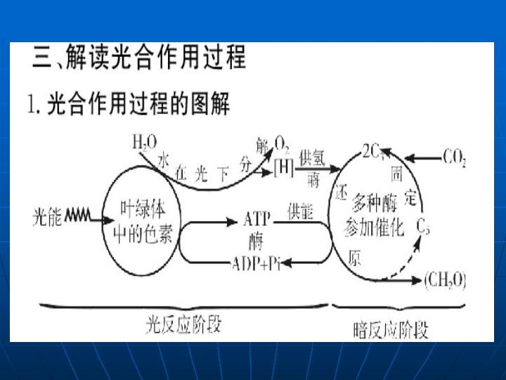 高中生物总复习 光合作用