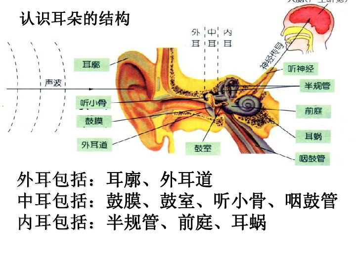 第3节 耳和听觉(共计2课时)