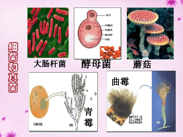 4.1细菌和真菌的分布 课件(共35张ppt)