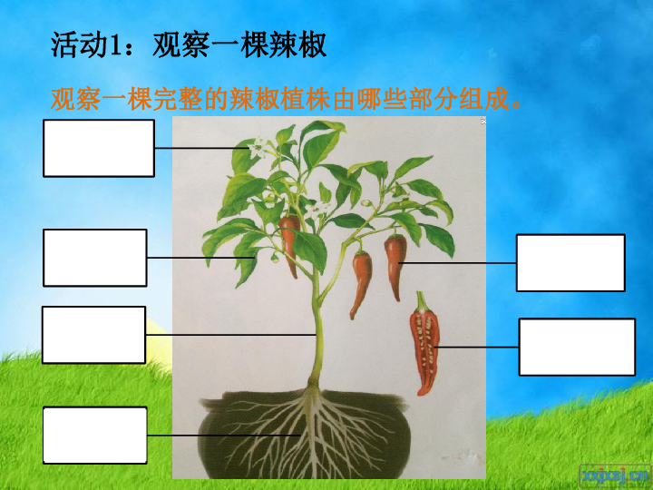 1 观察辣椒植株 课件(10ppt)