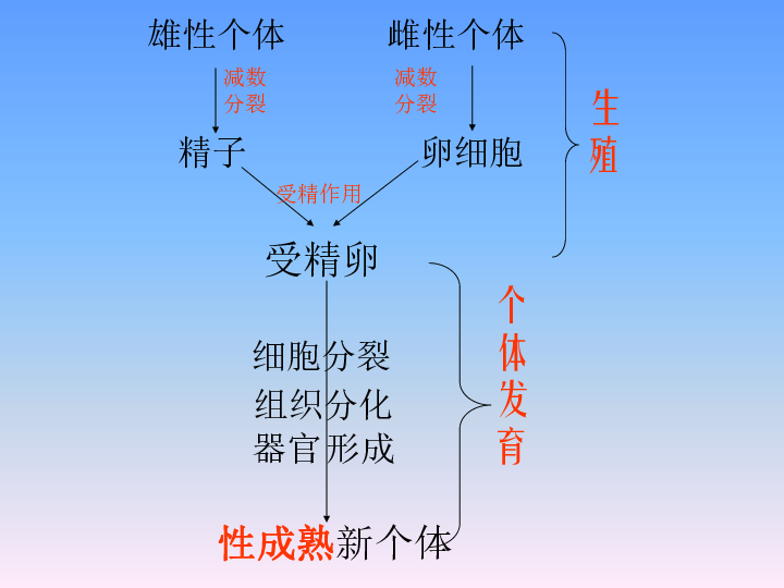 第五章 生物的生殖和发育 第二节 生物的个体发育 一 被子植物的个体