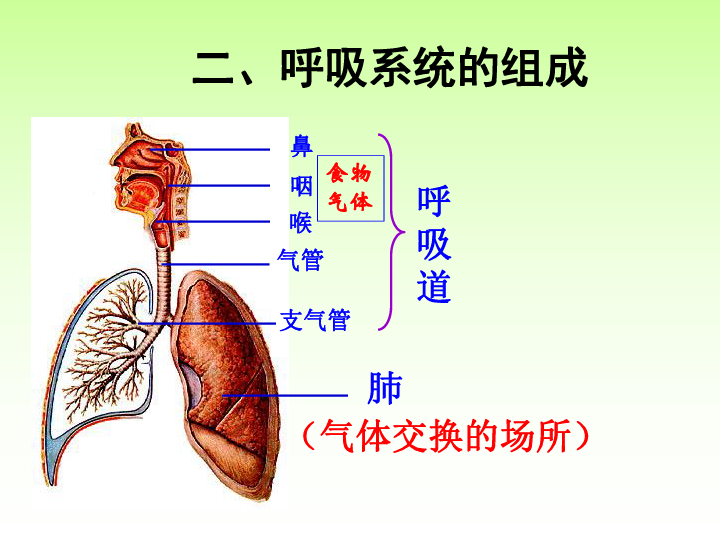 人口呼吸系统_呼吸系统(3)