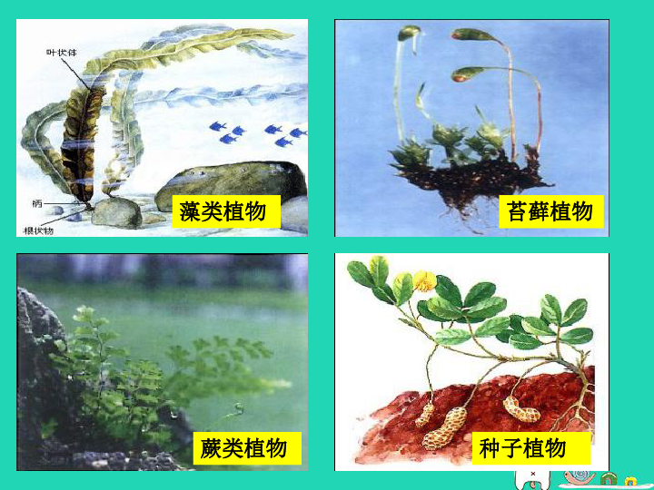 1.1藻类,苔藓和蕨类植物课件(37张ppt)