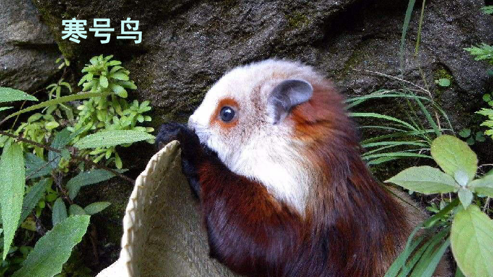 13.寒号鸟 课件(共28张ppt)