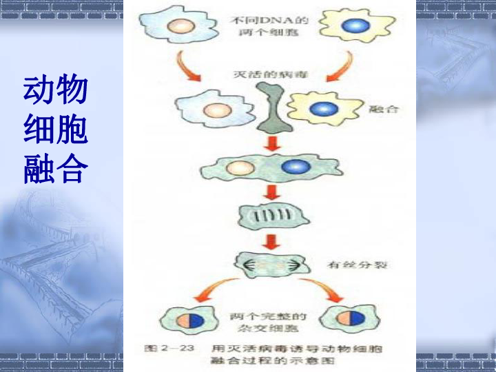 2.2 动物细胞融合与单克隆抗体 共26张ppt