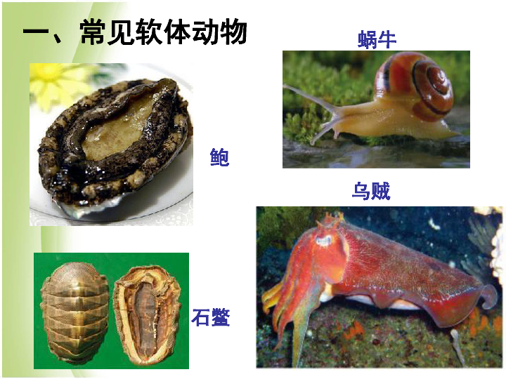 第三节 软体动物和节肢动物课件(共22张ppt)