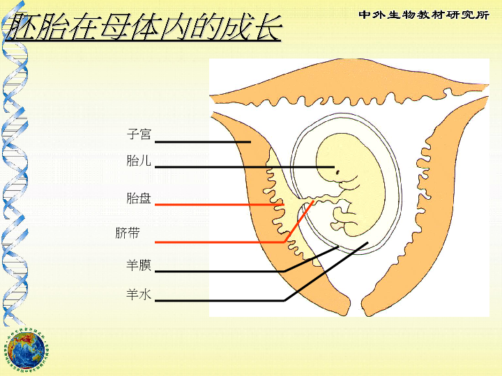 苏教版七年级下册第八章第二节人的生长发育和青春期课件(共21张.