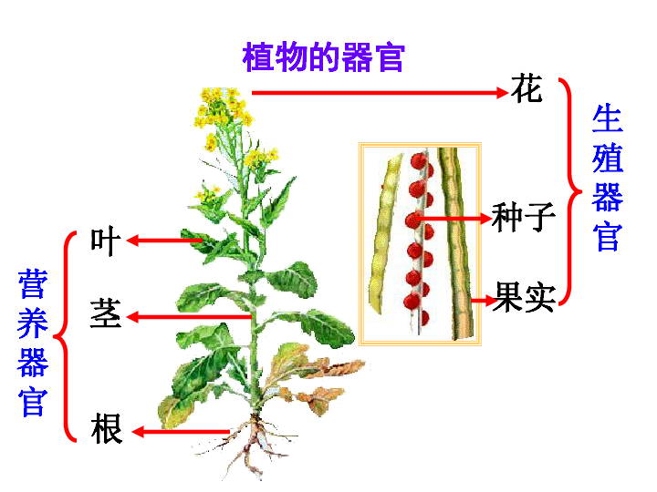2.3 植物体的结构层次 (共27张ppt)
