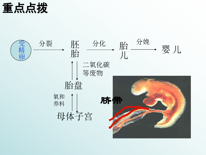 人口与生殖_人口与国情手抄报