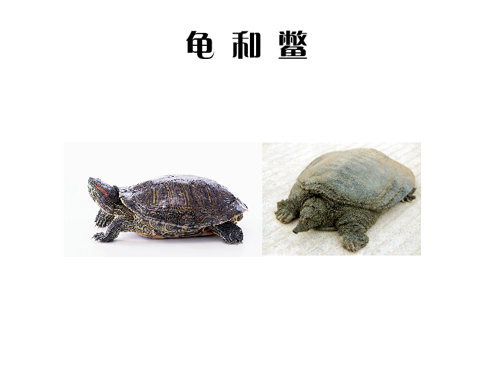 10龟和鳖 课件(22张ppt)