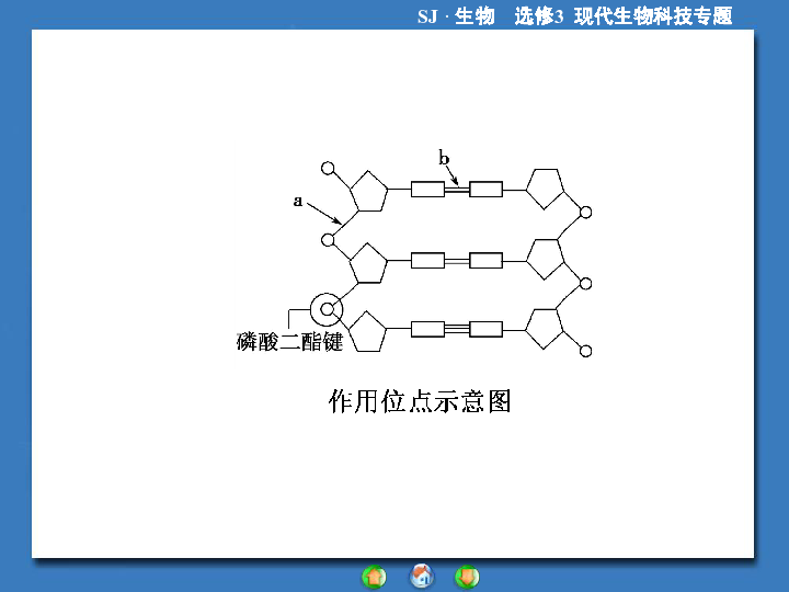 使氢键断裂的是解旋酶;限制性核酸内切酶将相邻两个核苷酸的磷酸二酯