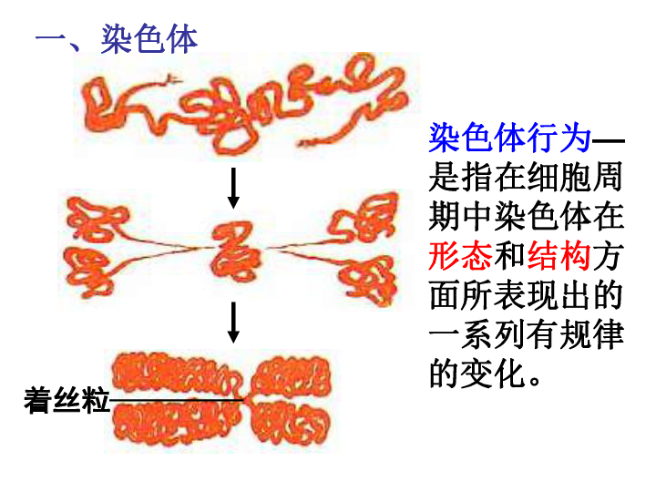 你能用一句话概括染色质和染色体的关系吗?