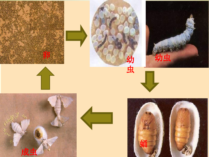 八年级下册生物课件 第七单元 1.2昆虫的生殖与发育课件(共23张p.